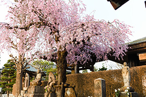 鐘楼堂脇桜